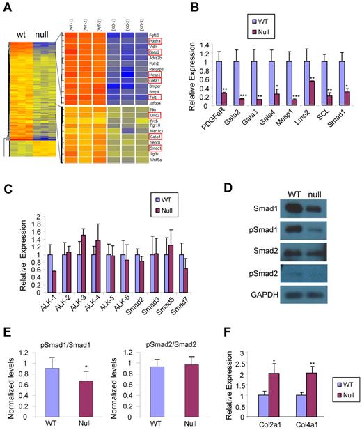 Figure 1. Transcriptional profile of day 3 EBs in the absence of endoglin. (A) Microarray heat map representing up- and down-regulated genes in day 3 eng−/− (null) EBs compared with wild-type (WT). Results represent 3 biologic replicates. (B) Confirmatory real time PCR analyses for selected down-regulated genes. Transcripts are normalized to Gapdh. Error bars indicate SE from 3 independent experiments performed in duplicate. (C) Real time RT-PCR expression analysis for several TGF-β signaling molecules on day 3 WT and eng−/− EBs. Transcripts are normalized to Gapdh. Error bars indicate SE from 3 independent experiments performed in duplicate. (D) Western blot analyses of day 3 WT and eng−/− EBs for TGF-β signaling molecules, including Smad1, Smad2, phosphorylated Smad1/5/8 (pSmad1/5/8), and phosphorylated Smad2 (pSmad2). (E) Quantification of phosphorylated Smad1 and phosphorylated Smad2. After normalization to Gapdh levels, results were plotted as ratio between phosphorylated Smad and total Smad. (F) Real time RT-PCR expression analysis for 2 target genes of the ALK-5/Smad2 pathway on day 3.75 WT and eng−/− EBs. Transcripts are normalized to Gapdh. Error bars indicate SE from 3 independent experiments performed in duplicate. *P < .05, **P < .01, ***P < .001.
