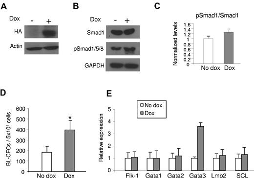 Figure 2. Effect of ALK-1 signaling on hemangioblast development. iALK1 ES cells were differentiated into EBs. Dox was added to the culture medium from day 2 of EB differentiation. Cells were characterized at day 3.25 as follows: (A) Western blot for HA confirms induction of CA-ALK-1 in iALK-1 ES cells. (B) Western blot for Smads. Induction of CA-ALK-1 leads to increased levels of phosphorylated Smad1/5/8 (pSmad1/5/8), downstream targets of ALK1. Actin and GAPDH were used as loading control. (C) Quantification of phosphorylated Smad1. After normalization to GAPDH levels, results were plotted as ratio between phosphorylated Smad1/5/8 and total Smad1. (D) iALK-1 ES cells were assayed for hemangioblast activity in BL-MCM, which consists of methylcellulose containing VEGF, SCF, and TPO. Error bars indicate SE from 3 independent experiments performed in duplicate. (E) Gene expression analyses for Flk-1, Gata1, Gata2, Lmo2, and SCL. Error bars indicate SE from 2 independent experiments performed in duplicates. *P < .05, **P < .01