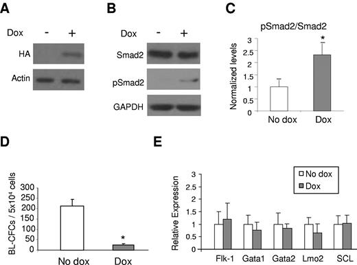 Figure 4. ALK-5 gain-of-function impairs hemangioblast development. (A) Western blot against HA confirming the induction of CA-ALK-5. (B) Western blot for Smads. Induction of ALK-5 leads to increased levels of phosphorylated Smad2 (pSmad2), downstream target of ALK-5. Actin and Gapdh were used as loading control. (C) Quantification of phosphorylated Smad2. After normalization to Gapdh levels, results were plotted as ratio between phosphorylated Smad2 and total Smad2. (D) iALK-5 ES cells were assayed for hemangioblast activity in BL-MCM on day 3.25 of EB differentiation. The graph represents 3 experiments performed in duplicate. Bars indicate SE. (E) Relative levels of Flk-1, Gata1, Gata2, Lmo2, and SCL in day 3.25 EBs cultured in the presence or absence of Dox. Graph represents data from 2 independent experiments performed in duplicate. Bars indicate SE. *P < .05