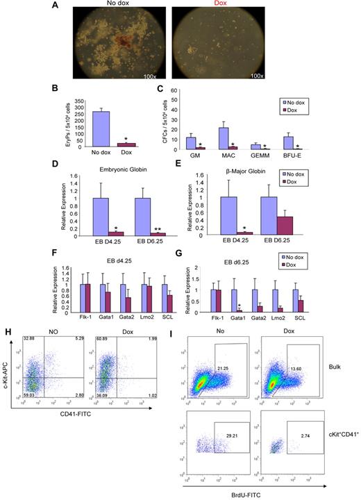 Figure 5. ALK-5 gain-of-function leads to defective hematopoiesis. iALK-5 ES cells were differentiated as EBs in the presence or absence of Dox, and assayed for hematopoietic colonies. (A) Representative images of noninduced and induced ALK-5 cultures. (B-C) Frequency of primitive erythroid (B) and definitive CFCs (C) at days 4.25 and 6.25 of EB differentiation, respectively. Error bars indicate SE of 3 independent experiments performed in duplicate. Gene expression analyses for embryonic globin (D) and β major globin (E) at days 4.25 and 6.25 of EB differentiation. Transcripts are normalized to GAPDH. Bars indicate SE from 3 independent experiments performed in duplicate. (F-G) Relative levels of Flk-1, Gata1, Gata2, Lmo2, and SCL in 4.25 and 6.25 EBs, respectively. Transcripts are normalized to GAPDH. (H) A representative FACS profile for CD41 and c-Kit in induced and noninduced iALK-5 cells at EB day 6.25. Fluorescence intensity for c-Kit is indicated on the y axis and CD41 on the x axis. *P < .05, **P < .01. (I) A representative FACS profile for BrdU incorporation in induced and noninduced iALK-5 cells at EB day 6.25. iALK-5 day 6.25 EBs were labeled with 10μM BrdU and then stained with c-Kit–APC and CD41-PE. The incorporation of BrdU was visualized using FITC conjugated anti-BrdU antibody.