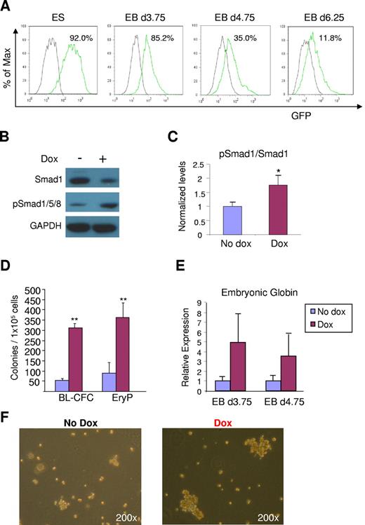 Figure 6. ALK-1 rescues defective hemangioblast and primitive erythroid development in Eng−/− ES cells. (A) Flow cytometry analysis of inducible iALK-1:Eng−/− ES cells. FACS analysis was performed to detect GFP expression, which indicates the induction of ALK-1. Green line represents levels of GFP in undifferentiated ES cells, as well as cells from EBs differentiated for 3.75, 4.75, or 6.25 days cultured in the presence of dox. The gray line denotes controls (no dox). (B) Western blot analyses of Smads at day 3.75 nonsorted EBs. 25μg proteins were subjected to SDS-PAGE and Western blotting. pSmad1/5/8 indicates phosphorylated Smad1/5/8. (C) Quantification of phosphorylated Smad1/5/8. After normalization to Gapdh levels, results were plotted as ratio between phosphorylated Smad1/5/8 and total Smad1. (D) iALK-1:Eng−/− ES cells were assayed for BL-CFC and primitive erythroid development by plating 1 × 105 cells from EBs differentiated for 3.75 and 4.75 days, respectively. Error bars indicate SE from 3 independent experiments performed in duplicate. (E) Gene expression analyses for embryonic globin. Transcripts are normalized to Gapdh. Error bars indicate standard errors from 3 independent experiments performed in duplicate. (F) Representative morphology of blast colonies obtained from Eng−/− and rescued iALK-1:Eng−/− ES cells. Colonies are shown at the same magnification (200×). **P < .01.