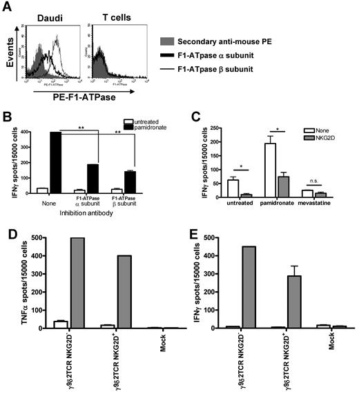 Figure 4. Role of F1-ATPase and NKG2D in the target recognition by γ9δ2TCR-transduced αβT cells. (A) Typical FACS histograms of Daudi cells and PBMCs stained with specific Abs for F1-ATPase α and β subunit followed with secondary goat–anti-mouse–PE. Secondary Ab alone was used as a negative control staining. (B-C) Daudi cells were incubated with blocking Abs either for the α subunit or β subunit of F1-ATPase (B) or for NKG2D (C) and γ9δ2TCR-transduced αβT cells for 48 hours with or without pamidronate (100μM). IFNγ secretion was measured by ELISPOT. The experiment was performed in duplicate and statistical analyses were performed using the Student t test. Similar results were obtained in at least 3 independent experiments; *P < .01; **P < .001. (D-E) γ9δ2TCR-transduced NKG2D− and NKG2D+ γ9δ2TCR- or mock-transduced αβT cells were incubated with Daudi in the absence (□) or presence of 10μM pamidronate () for 48 hours. Then IFNγ and TNFα secretion was measured by ELISPOT. Shown are representative results of 3 independent experiments.