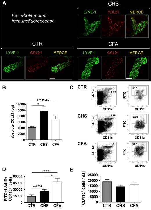 Figure 6. Inflammation-induced up-regulation of CCL21 protein does not correlate with DC migration. (A) Ear whole-mount immunofluorescence revealed abundant expression of CCL21 in lymphatic vessels in control and CHS- or CFA-inflamed ears. Scale bar represents 50 μm. (B) Quantification of CCL21 protein levels in ear lysates generated from uninflamed, CHS-inflamed, or CFA-inflamed ears of mice (n = 3 mice per group). Tissue inflammation led to a 2.3-fold (CHS) and 1.7-fold (CFA) increase in CCL21 protein. (C-D) FITC painting experiments were performed in uninflamed and CHS-inflamed or CFA-inflamed ears of mice. (C) LN single-cell suspensions were analyzed by FACS for the presence of I-A/I-E+CD11c+FITC+ cells. The number within each plot represents the percentage of gated cells. (D) Quantification of the total numbers of I-A/I-E+CD11c+FITC+ DCs detected stronger DC migration in response to CFA- compared with CHS-induced tissue inflammation. (E) CD11c+ cells in CHS or CFA-inflamed ears and control ears were analyzed by quantitative FACS analysis of ear single-cell suspensions. *P < .05. ***P < .001.