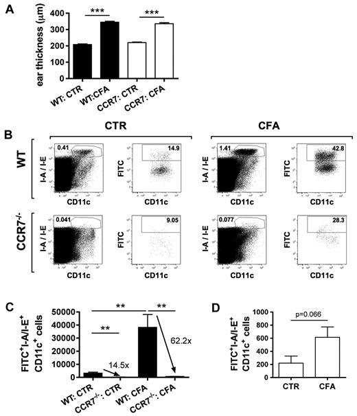 Figure 7. Inflammation enhances DC migration mainly by CCR7-dependent, and moderately by CCR7-independent, mechanisms. FITC painting experiments were performed in the uninflamed or CFA-inflamed ears of WT and CCR7−/− mice. (A) CFA injection induced a similar degree of ear swelling in WT and CCR7−/− mice. (B) LN single-cell suspensions were analyzed by FACS for the presence of I-A/I-E+CD11c+FITC+ cells. The number within each plot represents the percentage of gated cells. (C) Inflammation further enhanced the CCR7 dependence of DC migration, as demonstrated by the quantification of total numbers of I-A/I-E+CD11c+FITC+ cells. Numbers indicate the fold difference in DC migration observed in WT compared with CCR7−/− mice. (D) Inflammation also enhanced DC migration in CCR7−/− mice, as evidenced by the quantification of total numbers of I-A/I-E+CD11c+FITC+ cells in the dLNs. **P < .01. ***P < .001.