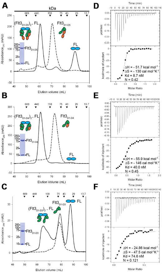 Figure 1. FL binds bivalently to Flt3 ectodomain variants to form high-affinity complexes. (A-B) Isolation of Flt3D1-D5:FL and Flt3D1-D4:FL by SEC. Also shown are Coomassie-stained sodium dodecyl sulfate–polyacrylamide gel electrophoresis strips corresponding to the peak fraction of the isolated complexes. (C) SEC on the Flt3D1-D3:FL mixture at the end of an ITC experiment, showing that a large amount of Flt3D1-D3 remains in the unbound form. Identical elution profiles were obtained in standard SEC experiments as well, in the presence of a large molar excess of FL. (D-F) Binding isotherms and thermodynamic parameters of FL binding to Flt3 ectodomains obtained by ITC. All ITC experiments were carried out by titrating recombinant human Flt3 ectodomain variants with FL.