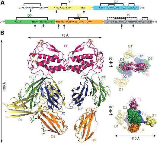 Figure 2. Crystal structure of the Flt3D1-D4:FL complex. (A) Domain organization of the Flt3 extracellular segment. The 5 Ig-like domains of Flt3 (D1, residues 79-161; D2, residues 167-244; D3, residues 245-345; D4, residues 348-434; and D5, residues 435-533) are shown as colored boxes. The N-linked glycosylation sites are indicated with blue diamonds. Partially occupied glycosylation sites are indicated with an asterisk (*). Also shown is the disulfide bond network in Flt3D1-D4 as determined by mass spectrometry. The putative disulfide bridges in Flt3D5 are shown as dashed lines, based on homology with Flt3D2 and KITD5. (B) Overall structure of the Flt3D1-D4:FL complex. The crystal structure of the Flt3D1-D4:FL complex is shown in ribbon representation with the 2-fold symmetry axis of FL oriented along the vertical axis of the plane. Flt3 domains follow the coloring scheme in panel A. Disulfide bridges are shown as yellow spheres, and N-linked glycans as green sticks. The structural panels to the right show 2 alternative views of the complex with FL in ribbon representation and the receptor in surface representation.