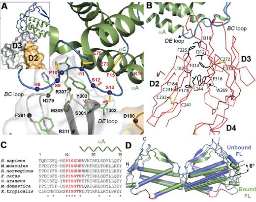 Figure 3. Flt3-FL binding interface. (A) Close-up view of the Flt3-FL binding interface. FL is colored in green, Flt3D3 in gray, and Flt3D2 in orange. Residues that constitute the cytokine-receptor interface are shown as sticks protruding from spheres centered at their Cα positions. FL residues are colored in yellow and Flt3 residues are colored in green. (B) The unusual Flt3D2-Flt3D3 interface. Flt3D2-D4 (Cα trace in red) is shown together with FL in ribbon representation (green). Residues at the hydrophobic interface are shown as black sticks. Disulfide bonds in Flt3D2-D3 are shown as ball and sticks (yellow). (C) Structure-based alignment of diverse FL sequences revealing strict conservation of the PISSXF-segment (residues 10-15) within the N-terminal loop (colored in red). A complete alignment can be found in supplemental Figure 3. (D) Structural comparison of bound versus the unbound FL.