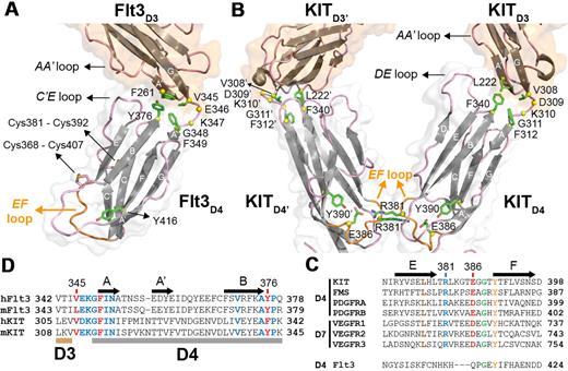 Figure 4. Flt3D3-Flt3D4 elbow and the absence of homotypic receptor contacts in the Flt3:FL complex. (A) The Flt3D3-Flt3D4 elbow. Flt3D3 (partially shown) and Flt3D4 are shown in ribbon representation. For clarity purposes only the locations of the atypical disulfide bridges in Flt3D4 (Cys368-Cys407 and Cys381-Cys391) are indicated. Residues mediating hydrophobic interactions between Flt3D3 and Flt3D4 are shown as green sticks. Residues in the Flt3D3-Flt3D4 linker (346-348) are shown as yellow spheres centered at their Cα positions. The side chains of residues mediating contacts between the AA′ loop of Flt3D3 and the C′E loop of Flt3D4 could not be modeled because of the low resolution of our analysis. The EF loop of Flt3D4 constituting the “tyrosine corner” around Tyr416 (green sticks) is shown in orange. (B) Sequence conservation of residues involved at the D3-D4 interface in KIT and Flt3 based on comparisons between human and murine Flt3 and KIT sequences. (C) KITD3-KITD4 orientation in the KIT:SCF complex. Homotypic receptor contacts between tandem ectodomain 4 modules in the KIT:SCF complex are mediated by salt bridges via residues Arg381 and Glu386 residing on the EF loops (orange; PDB entry 2E9W). Residues at the hydrophobic KITD3-KITD4 interface are shown as green sticks. Residues in the KITD3-KITD4 linker region (Asp309-Gly311) are shown as yellow spheres. (D) Flt3D4 displays an atypical EF loop within the RTKIII/V family. The pair of residues mediating the homotypic contacts in KITD4 and VEGFR-2D7 is well conserved in the corresponding domains of all RTKIII/V members but not in Flt3D4.