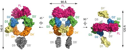 Figure 5. Assembly of the complete Flt3 ectodomain complex. Surface representations of the full-length Flt3 ectodomain complex. The central view shows the complex with the 2-fold symmetry axis of FL oriented vertically in the plane of the paper.