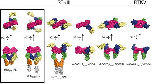 Figure 6. Comparison of representative RTKIII/V extracellular complexes. The structures shown represent the architecture of receptor-cytokine complexes for the different members of the RTKIII/V family: From left to right: human Flt3:FL (this study), human KIT:SCF (PDB 2E9W), mouse CSF-1R:CSF-1 (PDB 3EJJ), human platelet-derived growth factor receptor:platelet-derived growth factor (PDGFR:PDGF; PDB 3MJG), and human VEGFR2:VEGF (PDB 2X1X). The dimeric ligands are colored in magenta. Receptor ectodomains are colored as follows: D1 in pale yellow, D2 in blue, D3 in green, D4 in orange, and D5 in gray.