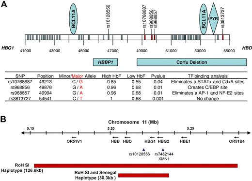 Figure 2. HBB-like gene cluster on chromosome 11 in sickle cell aremia. (A) Results of sequencing 14.1 kb of chromosome 11 in the region of the Corfu deletion. BCL11A binding sites are present between coordinates 44000, 45000, 53000, and 54000. A PYR site is near 54000; rs10128556 is located just 5′ to 47000. Thirty-eight SNPs were found; SNPs marked in red and detailed in the table had a significantly different distribution in 15 patients with HbF more than 11% compared with 15 patients with HbF less than 9%; SNPs in blue had a similar distribution between these groups. Binding sites for BCL11A and PYR are shown in the blue ovals and blue diamond, respectively. Below the coordinates are shown the locations of the β-globin pseudogene (HBBP1) and the Corfu deletion. In the table, minor and major alleles are indicated by black and red, respectively. High HbF and Low HbF represent the major allele frequencies in the 2 groups. Transcription factor binding sites were determined using TFSEARCH and a minimal threshold score of 85.0. Changes in transcription factor binding sites occur in the major allele in the high HbF patients. (B) Runs of SNP homozygosity (RoH) on chromosome 11 in Saudi-Indian and Senegal HBB gene cluster haplotype patients. In the remainder of the genome analyzed with the 610 Illumina array, no other substantial runs of SNP homozygosity were present (A.A., personal communication, March 2011).