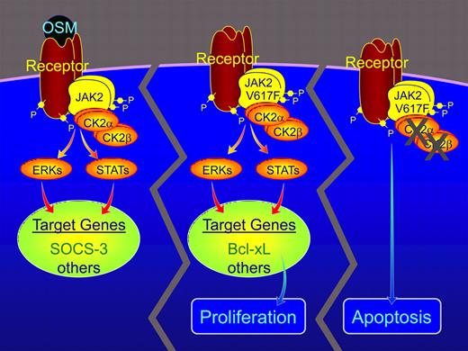 CK2 increases JAK2 activity and signaling. As reported by Zheng and colleagues, the binding of active CK2 to JAK2 appears to be essential for oncostatin M (OSM)–dependent activation of JAK2 and signaling molecules downstream of JAK2, including Stats, ERKs, and expression of target genes including the gene for suppressor of cytokine signaling-3 (SOCS-3).1 HEL cells and cells from patients with PV express the hyperactive JAK2 V617F. In these cells, the binding of CK2 to JAK2 V617F is essential for maximal JAK2 activity and the expression of the antiapoptotic protein Bcl-xL. Inhibition of CK2 activity results in a substantial decrease in JAK2, Stat3, and ERK activity, decreased Bcl-xL, and increased apoptosis.