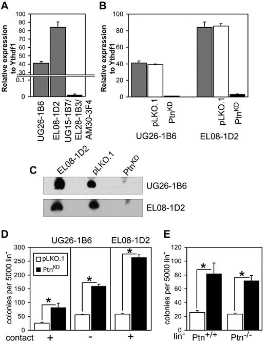 Figure 1. Loss of Ptn affects hematopoiesis in vitro. (A) Expression of Ptn in UG26-1B6 and EL08-1D2 cell lines compared with a mixture of nonsupportive stromal cell lines (UG15-1B7, EL28-1B3, and AM30-3F4) as detected by real-time PCR. Shown is expression relative to housekeeping gene Ythdf1. (B) Knockdown of Ptn in supportive stromal cell lines as measured by real-time PCR. Shown is expression relative to Ythdf1. Gray bars represent the unmanipulated parental stromal cells, white bars represent the stromal cells transduced with empty pLKO.1 vector (pLKO.1), and shPtn-transduced cells (PtnKD) are shown in black bars. (C) Western blot analysis of Ptn expression, using supernatant of confluent monolayer of stromal cell lines. (D) Colony number of WT Lin− after 2 weeks of coculture on PtnKD and pLKO.1 stromal cell lines (n = 10, (UG26-1B6 contact; n = 4, UG26-1B6 noncontact; n = 3, EL08-1D2 contact). (E) The colony number of Ptn+/+ and Ptn−/− Lin− cells after 2 week of coculture on PtnKD and pLKO.1 UG26-1B6 (n = 4). All values are mean ± SEM; *P < .05.