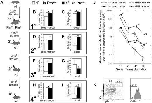 Figure 2. Loss of microenvironmental Ptn leads to enhanced stem cell maintenance in vivo. (A) Experimental design of serial transplantation experiments. WT Ly5.1 BM cells (2 × 105) were transplanted into Ptn−/− and Ptn+/+ littermate (Ly-5.2+) recipients irradiated with 9 Gy. Sixteen weeks after transplantation, recipients were killed, and 1 × 106 BM cells were serially transplanted into WT secondary recipients. Again, mice were killed 16 weeks after transplantation, and 2 × 106 BM cells were serially transplanted into tertiary irradiated WT mice. Finally, 5 × 106 BM cells of these tertiary recipients were again transplanted into irradiated quaternary WT recipients. (B) Engraftment levels as percentage of Ly-5.1+ donor cells in BM of first-degree recipients, n = 5 (+/+), n = 10 (−/−). (C) Primary transplantation, engraftment levels in PB 16 weeks after transplantation. (D) Secondary transplantation, engraftment levels in BM 16 weeks after transplantation, percentage of donor cells in total cell count of 4 long bones, n = 10 (Ptn+/+), n = 8 (Ptn−/−). (E) Secondary transplantation, engraftment levels in PB 16 weeks after transplantation. (F) Tertiary transplantation, engraftment levels in BM 16 weeks after transplantation as percentage of donor cells; n = 7 (Ptn+/+), n = 5 (Ptn−/−). (G) Tertiary transplantation, engraftment levels in PB 16 weeks after transplantation. (H) Quaternary transplantation, engraftment levels in BM 16 weeks after transplantation, as percentage of donor cells; n = 5 (Ptn+/+), n = 6 (Ptn−/−). (I) Quaternary transplantation, engraftment levels in PB 16 weeks after transplantation. (J) Calculated absolute numbers of Cd34−LSK and MMP cells per 4 long bones in the serial transplantations, based on the number of transplanted BM cells. (K) Flow cytometric analysis of BM of quaternary transplants. LSK and MMP are gated in Lin− cells, Cd34−LSKs were gated in the LSK cells. All values are mean ± SEM; *P < .05.