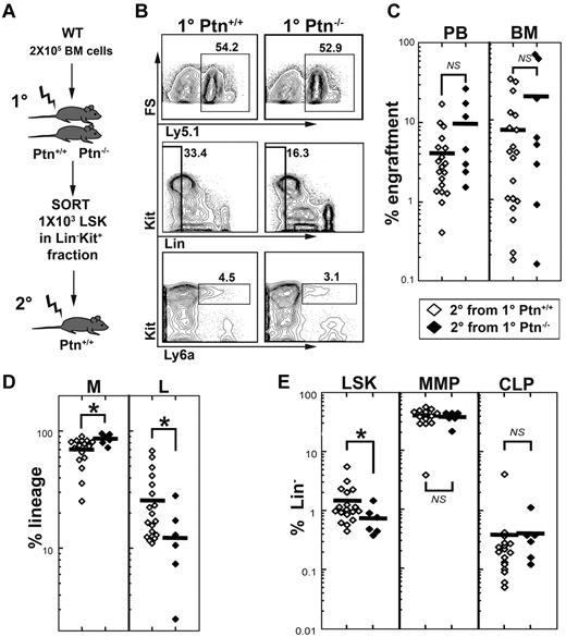 Figure 4. Lack of Ptn modulates repopulating behavior of HSCs. Changes in self-renewal and stem cell quality can be masked by alterations in proliferation. (A) Experimental design to address this issue, we sorted Lin− Kit+ donor (Ly-5.1) cells from primary 129S2B6 (Ly-5.2) Ptn+/+ or Ptn−/− recipients (see Figure 2A) and transplanted equal numbers of LSK cells into second-degree WT recipients in a competitive manner (ie, together with 2 × 105 recipient-type BM cells). (B) FACS plots from the pool of BM from Ptn+/+ and Ptn−/− primary recipients. (C) Level of engraftment, 16 weeks after transplantation of 1000 LSK cells from first-degree recipients. (D) Relative contribution of donor myeloid cells (non-T, non-B, Gr1+) and lymphoid cells (T plus B) to the total population in the second-degree recipient mice. (E) Relative numbers of LSK, MMP, and IL-7R+ CLPs (common lymphoid progenitors) within the donor Lin− population of second-degree recipients, 16 weeks after transplantation.