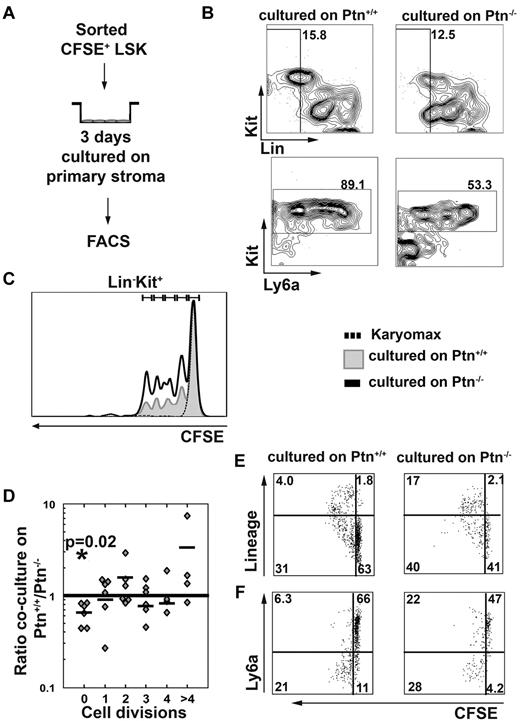 Figure 5. Lack of Ptn promotes cell division recruitment. In the experiments presented here, LSK cells were first sorted from WT donors and then labeled with CFSE. Cells were cultured overnight in long-term culture medium. The next day, a tight peak of CFSE+ cells was sorted to facilitate detection of single divisions51 cocultured in the presence of primary stromal cells (A). After 3 days of coculture, cells were analyzed for the presence of Lin−, Kit+, and Ly6a+ cells (B). (C) Representative histogram of the cell division kinetics of Kit+ cells. The fraction of undivided and divided cells was then determined in cocultures on either Ptn+/+ or Ptn−/− stromal cells and was compared with the use of a paired Student t test. The ratio of these fractions (fraction of division n in Ptn−/−)/(fraction of division n in Ptn+/+) was then calculated. These fractions are shown per division (D). (E) The acquisition of lineage markers of the LSK cells per division and (F) the loss of Ly6a in those divisions in LSK cells cocultured with Ptn+/+ and Ptn−/− stromal cells. A total of 6 independent repeats of this experiment were performed (D) of which representative plots and histograms are shown. The experiment in panels E and F was performed independently 3 times; a representative example is shown.