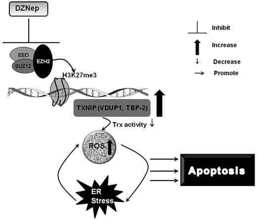 Figure 7. A schematic summary of the mechanisms of DZNep-induced apoptosis in AML.