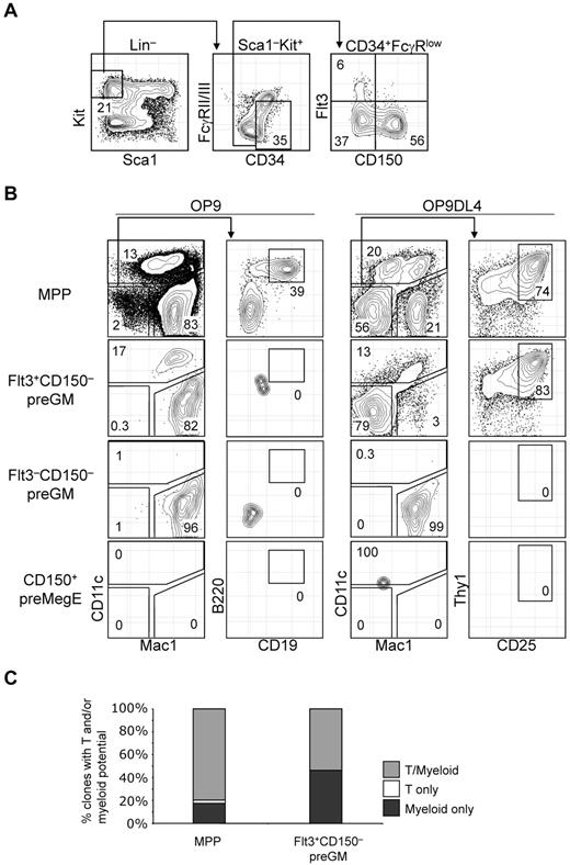 Figure 2. T-lineage potential is confined specifically in the Flt3+CD150– preGM subset of CMPs. (A) Previously described CMPs can be further subdivided into 3 populations based on additional Flt3 and CD150 expression. (B) Three subsets of CMPs, along with MPPs, were double FACS-sorted, seeded at equal number (300 cells per well), and cultured on OP9 or OP9DL4 for 10 days to assess the DC, myeloid, B, and T-lineage potentials. DC and myeloid lineages were identified based on CD11c and Mac1 expression, respectively, and both lineages could be readily detected from MPPs and Flt3+CD150– preGMs that were cocultured on OP9 or OP9DL4. B-lineage progeny was identified as Mac1–CD11c–CD19+B220+ cells, whereas T-lineage cells were Mac1–CD11c–CD25+Thy1+. Of 4 populations of progenitors tested here, only MPPs could generate B cells and T cells on OP9 and OP9DL4, respectively. No B-lineage precursor activity could be detected in Flt3+CD150– preGMs, although they could give rise to T cells on OP9DL4. Flt3–CD150– preGMs appeared myeloid restricted, as they only give rise to Mac1+ myeloid cells exclusively but no other lineages on OP9 and OP9DL4. CD150+ preMegEs did not give rise to lymphoid or myeloid cells. (C) More than half of Flt3+CD150– preGM progenitors are T/myeloid bi-potent. Single cells of Flt3+CD150– preGMs or MPPs were deposited by FACSAria sorter onto mixed OP9/OP9DL4 stromal cells and cultured in the presence of additional cytokines (see “OP9 cultures and single-cell cultures”) for 10 days before they were analyzed for myeloid (Mac1) or T-lineage (CD25 or Thy1) development. 147 clones of MPPs and 162 clones of Flt3+CD150– preGMs were analyzed with 88% and 85% cloning efficiency, respectively. Derivation of cloning efficiency for the single-cell assay is detailed in “Methods.” Results shown are from at least 3 independent experiments and single-cell culture results are from 2 independent experiments.