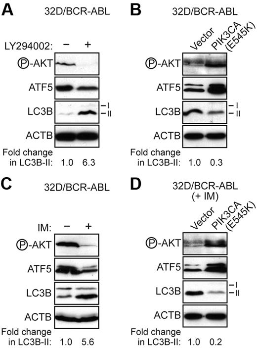 Figure 5. Signaling through PI3K/AKT inhibits autophagy in BCR-ABL–transformed cells. (A) Immunoblot analysis monitoring the levels of phosphorylated AKT, ATF5, LC3B, and ACTB in 32D/BCR-ABL cells treated in the absence or presence of LY294002 (20μM for 48 hours). (B) Immunoblot analysis monitoring the levels of phosphorylated AKT, ATF5, LC3B, and ACTB in 32D/BCR-ABL cells expressing either empty vector or a vector encoding PIK3CA(E545K). (C) Immunoblot analysis monitoring phosphorylated AKT, ATF5, and LC3B levels in 32D/BCR-ABL cells treated with imatinib (5μM for 24 hours). (D) Immunoblot analysis monitoring phosphorylated AKT, ATF5, and LC3B levels in imatinib-treated 32D/BCR-ABL cells (5μM for 24 hours) expressing empty vector or PIK3CA(E545K).