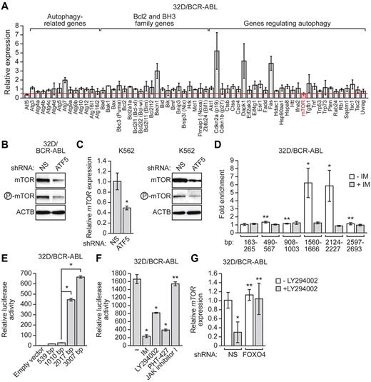 Figure 6. mTOR, a master negative regulator of autophagy, is an ATF5 target gene. (A) qRT-PCR analysis monitoring expression of 62 autophagy-related genes in 32D/BCR-ABL cells after treatment with an ATF5 siRNA. Expression of Atf5 is shown as a positive control. The expression of each gene was normalized to that obtained after treatment of cells with a luciferase siRNA. The red line indicates 2-fold decrease in expression. Error bars represent SD. (B) 32D/BCR-ABL cells treated with a NS or ATF5 shRNA were monitored for mTOR and phosphorylated mTOR levels by immunoblot analysis. (C) qRT-PCR analysis (left) or immunoblot analysis (right) monitoring mTOR expression in K562 cells treated with either a NS or ATF5 shRNA. Error bars represent SD. (D) ChIP analyses monitoring binding of ATF5 to the mTOR promoter in 32D/BCR-ABL cells in the presence or absence of imatinib (5μM for 24 hours). (E) Luciferase reporter assay. Fragments containing 539, 2010, 2017, or 3007 bp of the mTOR promoter, or as a control empty vector, were tested for their ability to drive heterologous firefly luciferase gene after transient transfection in 32D/BCR-ABL cells. Error bars represent SD. (F) 32D/BCR-ABL cells transfected with the reporter construct containing 3007 bp of the mTOR promoter were treated with either DMSO, imatinib (5μM for 24 hours), LY294002 (20μM for 24 hours), PHT-427 (20μM for 24 hours) or JAK inhibitor I (10μM for 24 hours). (G) qRT-PCR monitoring mTOR expression in 32D/BCR-ABL cells stably expressing either a NS or FOXO4 shRNA and treated in the absence or presence of LY294002 (20μM for 18 hours). Error bars represent SD. *P < .05; **P > .05.