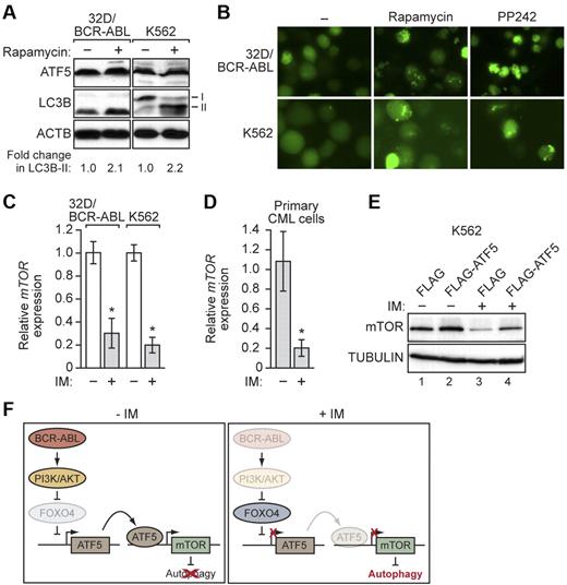 Figure 7. ATF5 inhibits autophagy in BCR-ABL–transformed cells by transcriptional stimulation of mTOR expression. (A) 32D/BCR-ABL or K562 cells treated with either DMSO or rapamycin were monitored for ATF5 and LC3B levels by immunoblot analysis. (B) 32D/BCR-ABL or K562 cells ectopically expressing a GFP-LC3B fusion protein were treated with DMSO, rapamycin, or PP242 and analyzed by fluorescence microscopy. Representative images are shown. (C) qRT-PCR monitoring mTOR mRNA levels in imatinib-treated 32D/BCR-ABL (5μM for 24 hours) and K562 cells (10μM for 48 hours). (D) qRT-PCR monitoring of mTOR expression in human peripheral blood cells isolated from chronic-phase CML patients (n = 3). Cells were treated in the absence or presence of imatinib (10μM for 16 hours). Error bars represent SE. *P < .05. (E) Immunoblot analysis of mTOR levels in K562 cells stably expressing FLAG or FLAG-ATF5, and treated in the absence or presence of imatinib (10μM for 48 hours). Tubulin was monitored as a loading control. (F) Schematic representation of the BCR-ABL/PI3K/AKT/FOXO4/ATF5/mTOR-mediated autophagy-inhibition pathway. Fading of a protein indicates loss of function.