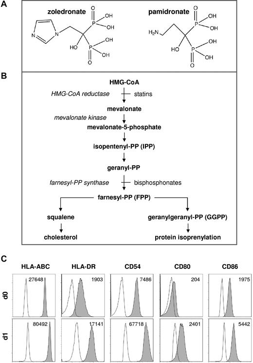 Figure 1. Chemical structures, metabolic pathways, and phenotype of CD56+ DC-like cells. (A) Chemical structures of zoledronate and pamidronate. Redrawn from Russel et al.50 (B) Simplified depiction of mevalonate metabolic pathways. (C) Phenotype of CD56+ DC-like cells. CD56+ PBMCs were isolated using CD56 microbeads, and CD14+ cells were immediately analyzed for the surface expression of various antigens related to antigen presentation by flow cytometry (d0). CD56+ PBMCs (1 × 106/mL) also were cultured in the absence of exogenous cytokines for 20 hours and were then again subjected to flow cytometric analyses (d1). Mean fluorescence intensity (MFI) is shown for each individual staining (− MFI of isotype control).