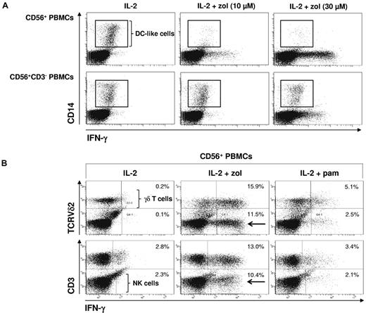 Figure 4. Zoledronate but not pamidronate induces IFN-γ production in NK cells: γδ T lymphocytes regulate survival of DC-like cells. CD56+ PBMCs (2 × 106/mL) were stimulated for 20 hours with either IL-2 alone (100 U/mL) or with bisphosphonate (10 or 30μM) plus IL-2. Cells were stained for intracellular IFN-γ and for surface CD14 (DC-like cells; A) or TCRVδ2 (γδ T lymphocytes) and CD3 (all T lymphocytes; B). Frames point out DC-like cells. Arrows point out Vδ2− and CD3− cells (ie, NK cells) producing IFN-γ. Results are representative of 3 independent experiments.