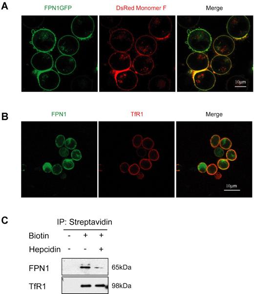 Figure 1. FPN1 is localized to the plasma membrane of K562 erythroblast cells and primary erythroblasts. (A) K562 cells were transiently transfected with plasmids to express FPN1GFP and the plasma membrane marker pDsRed-Monomer F for 24 hours to examine their colocalization. (B) Endogenous FPN1 localized mainly to the plasma membrane of primary erythroblasts. Fetal liver erythroblasts were incubated with rabbit anti-FPN1 and mouse anti-TfR1 Abs and were then labeled with FITC-donkey anti–rabbit and Cy3-donkey anti–mouse Abs. Pictures were taken with the Leica SP5 confocal microscope with 63×/1.4 oil objective lens under room temperature. (C) Immunoprecipitations of cell-surface proteins showed that FPN1 localizes on the plasma membrane. Fetal liver erythroblasts were incubated with or without hepcidin for 24 hours, then the cell-surface proteins were labeled with or without Sulfo-NHS-LC-Biotin. The cell lysates were incubated with streptavidin gel, and the immunoprecipitated proteins were immunoblotted with anti-FPN1 and anti-TfR1 Abs.