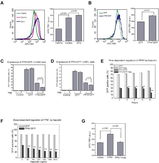 Figure 2. FPN1 expression is regulated by hepcidin in transfected erythroblast cell lines in a dose- and time-dependent manner as indicated by FACS analysis. (A) Validation of the use of FACS analysis to measure iron-dependent TfR1 expression. K562 cells were treated with 100μM FeNTA or 100μM DFO for 18 hours, and cells were then labeled by APC-labeled TfR1 Abs and checked by FACS analysis. (B) Expression of FPN1 increases TfR1 expression in K562 cells. K562 cells were transiently transfected with pEGFP-N1-FPN1 to express the fusion protein FPN1GFP for 24 hours, and the expression of TfR1 was then measured by FACS. Expression of FPN1 in K562 (C) and MEL (D) cells was down-regulated by hepcidin. Cells were transiently transfected with pEGFP-N1 or pEGFP-N1-FPN1 and incubated with 1 μg/mL hepcidin for 24 hours, and the GFP-positive cells were then measured by FACS. (E) Time-dependent regulation of FPN1 by hepcidin. K562 cells were transfected with pEGFP-N1-FPN1 or pEGFP-N1 vectors for 12 hours, and then incubated with or without 1 μg/mL hepcidin. The GFP-positive cells were measured by FACS at the indicated time points. (F) Dose-dependent regulation of FPN1 by hepcidin. K562 cells transfected with pEGFP-N1-FPN1 or pEGFP-N1 vectors were incubated with hepcidin of indicated concentrations for 24 hours. The GFP-positive cells were measured by FACS. (G) Hepcidin treatment reverses the FPN1-induced increase of TfR1 in K562 cells. K562 cells were transiently transfected with pIRES2EGFP-FPN1 and incubated with or without 1 μg/mL hepcidin for 24 hours. The expression levels of TfR1 were measured by FACS analysis in GFP-positive cells. All of the experiments (A-G) were independently repeated at least twice with triplicate samples assessed at each time point. a.u. indicates arbitrary unit. **P < .01, ***P < .001.