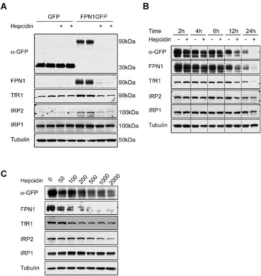 Figure 3. FPN1 protein expression levels in transfected erythroblast cell lines are directly regulated by hepcidin in a dose- and time-dependent manner. (A) Hepcidin regulates FPN1 expression and intracellular iron status of K562 cells. K562 cells transiently transfected with pEGFP-N1 or pEGFP-N1-FPN1 plasmids to generated cells that expressed GFP alone, or the FPNGFP fusion proteins, and were incubated with or without 1 μg/mL hepcidin for 24 hours. (B) Time-dependent regulation of FPN1 by hepcidin in K562 cells. K562 cells were transfected with pEGFP-N1-FPN1 for 12 hours, then incubated with 1 μg/mL hepcidin at the indicated time points. (C) Dose-dependent regulation of FPN1 by hepcidin. K562 cells were transfected with pEGFP-N1-FPN1 and incubated with hepcidin at the indicated concentrations for 24 hours. Total cell lysates were separated with 4%-20% Tris-glycine gels and then were transferred to nitrocellulose membranes. The membranes were then incubated with Abs for GFP, FPN1, TfR1, IRP2, IRP1, and α-tubulin, respectively. All of the experiments were repeated at least twice.