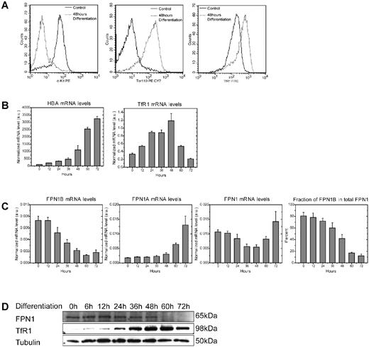 Figure 4. Distinctive expression patterns of the 2 FPN1 transcripts during differentiation of fetal liver erythroblasts. (A) Expression of c-Kit, TER119, and TfR1 in the process of differentiation of erythroblasts. After being cultured in either proliferation or differentiation medium for 48 hours, erythroblasts were incubated with PE-labeled anti–c-Kit, PE Cy7-labeled anti-TER119, or FITC-labeled anti-TfR1 Abs (BD PharMingen), followed by FACS analysis. (B) mRNA expression of hemoglobin adult α-chain (HBA) and TfR1 during the differentiation of erythroblasts. (C) mRNA expression of FPN1A, FPN1B, and FPN1 during the differentiation of erythroblasts. (D) Protein expression of FPN1, TfR1, and α-tubulin during the differentiation of erythroblasts. At different time points after being cultured in differentiation medium, erythroblasts were harvested, and total RNA or protein was prepared for real-time qPCR (B-C) or Western blot (D) analysis. The real-time qPCR results were normalized with actin mRNA. The real-time qPCR experiments were repeated 3 times with triplicate samples each time; the Western blot analyses were repeated at least twice; a.u. indicates arbitrary units.