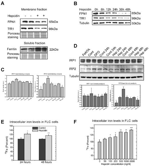 Figure 5. Hepcidin regulates endogenous FPN1 expression and intracellular iron levels of fetal liver erythroblasts. (A) Expression of endogenous FPN1 in erythroblasts was decreased after a 24-hour hepcidin treatment. Erythroblasts in proliferation medium were incubated with 1 μg/mL hepcidin for 24 hours, and protein expression was then measured by Western blot analysis for FPN1 and TfR1 in membrane fractions of sample lysates and for L-ferritin in soluble fractions of sample lysates. Ponceau S staining of a specific portion of the gel was used as a loading control. (B) Expression of FPN1 at different time points of incubation with hepcidin during growth in proliferation medium. (C) IRP2 activity was decreased by hepcidin in erythroblasts. Erythroblasts were incubated with 1 μg/mL hepcidin for 24 or 48 hours or with 100μM FeNTA or DFO for 18 hours, and samples were then prepared with or without β-mercaptoethanol to measure IRP activity by electrophoresis mobility shift assay. The density of the bands was analyzed with ImageJ (http://imagej.nih.gov/ij/) and normalized to IRP1 activity after β-mercaptoethanol treatment and statistical comparisons were performed. (D) Western blot analyses showed decreased IRP2 protein levels in samples treated by hepcidin. The cells were treated as described in panel C. (E) Hepcidin increases intracellular iron contents of erythroblasts. Erythroblasts in 1 well of a 6-well plate in proliferation medium were loaded with 55Fe by incubation with 5 μCi 55Fe (0.185 Bq; 0.2 μg) for 2 hours and were then washed twice and incubated with 1 μg/mL hepcidin for 24 or 48 hours, after which time intracellular 55Fe levels were measured with a Liquid Scintillation Counter. (F) Hepcidin increases intracellular iron levels in a dose-dependent manner. Erythroblasts in proliferation medium were loaded with 55Fe as described in panel E and were then incubated with hepcidin of indicated concentrations for 24 hours, after which time intracellular 55Fe levels were measured with Liquid Scintillation Counter. a.u. indicates arbitrary unit. Experiments in panels A through D were repeated ≥ 3 times, and experiments in E and F were repeated twice with triplicate samples for each time point. *P < .05, **P < .01, and ***P < .001.