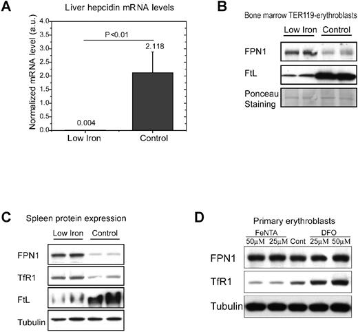 Figure 6. Expression of FPN1 in erythroblasts of mouse BM increased in mice maintained on a low-iron diet. (A) Expression of hepcidin mRNA was decreased to barely detectable levels in the livers of mice on the low-iron diet. Total RNA was prepared, and hepcidin expression was measured by real-time qPCR and normalized to actin mRNA levels. a.u. indicates arbitrary unit. (B) FPN1 expression increased in Ter119-positive erythroblasts from the BM of mice maintained on a low-iron diet compared with mice on the control diet. Expression of FPN1 and L-ferritin was measured by Western blot analyses in total cell lysates. A distinctive band in Ponceau S staining was used as a loading control. (C) FPN1 expression increased in the spleens of mice maintained on the low-iron diet. Expression levels of FPN1, TfR1, L-ferritin, and α-tubulin were measured by Western blot analyses. (D) FPN1 expression, unlike TfR1, is not regulated by iron status in cultured primary erythroblasts. Fetal liver erythroblasts were cultured in proliferation medium and incubated with 100μM FeNTA or DFO for 18 hours. Then the membrane fractions were prepared, and the expression levels of FPN1, TfR1, and α-tubulin was measured by Western blot analyses. The experiments in panels A through C were repeated in 3 animals in each group and panel D was repeated twice.