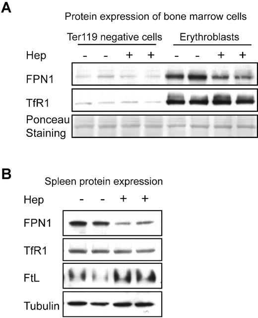 Figure 7. Expression levels of FPN1 in erythroblasts of mouse BM and in mouse spleen were decreased by hepcidin injection. (A) Expression levels of FPN1 and TfR1 in Ter119-positive erythroblasts or the Ter119-negative cells from BM were compared by Western blot analyses after injection of either hepcidin or PBS for 24 hours. A band from Ponceau S staining of the gel was used as a loading control. (B) Hepcidin injections decreased FPN1 expression in mouse spleen. Expression levels of FPN1, TfR1, L-ferritin, and α-tubulin were measured by Western blot analyses. The experiments were performed in mice maintained on a low-iron diet as described in “Methods.” Experiments in panels A and B were repeated in 3 animals in each group.