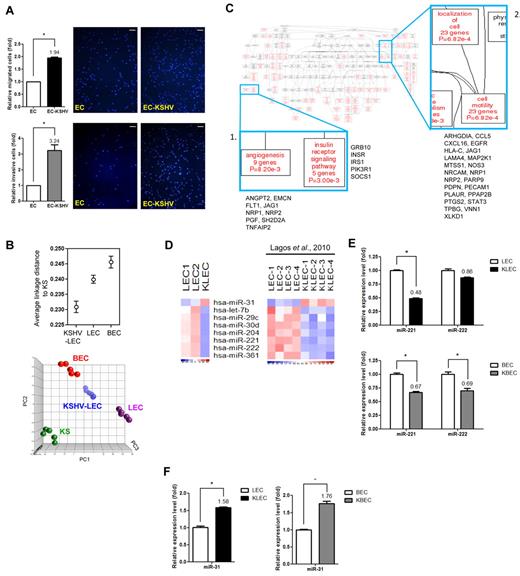 Figure 1. KSHV introduces tumor traits and motility potential and alters cellular miRNA expression in primary LECs. (A) KSHV induces EC motility. HMEC1 cells (EC) or KSHV-infected HMEC1 cells (EC-KSHV) were subjected to the Transwell cell-migration assay (top panel; n = 3) or the Matrigel invasion assay (bottom panel; n = 3). Migrated cells were stained (representative pictures are shown) and counted. Scale bar represents 200 μm. (B) Relationships between the infected and noninfected cell groups. Average linkage distance to KS were calculated using probe sets differentiating LECs, BECs, and KSHV-LECs (q < 0.001 plus > 1.5-fold changes; top panel). PCA using the LEC-BEC discriminatory gene signature (LECs vs BECs; n = 3878, q < 0.001) for LECs, BECs, infected LECs collected 2 days after infection, and KS (bottom panel). Each spot represents a single sample. (C) Altered functional modules in KSHV-LECs. KSHV-regulated LEC genes were subjected to a Gene Ontology database search via the WebGestalt interface. The numbers of genes, gene symbols, their percentages, and P values for each category that are significantly (P < .05) enriched are listed. (D) Heat maps show miRNAs commonly enriched in LECs or KSHV-LECs between our experiment and public data. Down-regulated miRNAs are shown in blue and up-regulated miRNAs in red. (E-F) Validation of the miRNA array data by qRT-PCR. Mean expression levels of the target miRNAs are compared with the U6 control.