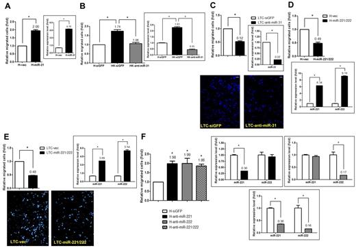 Figure 2. miR-221/miR-222 and miR-31 are involved in KSHV-induced endothelial migration. (A) miR-31 induces cell migration. HMEC1 cells stably transduced with miR-31 or the vector control by lentivirus were used to detect the expression level of miR-31 by qRT-PCR (right panel) and were also subjected to the Transwell cell-migration assay (left panel; n = 3). (B) Knockdown of miR-31 reduces KSHV-induced cell migration. KSHV-infected HMEC1 cells (HK cells) transfected with the siGFP control or the anti–miR-31 antagomir by electroporation were used to detect the expression of miR-31 (right panel) and were also subjected to the Transwell cell-migration assay (left panel; n = 3). (C) LTCs with miR-31 knockdown were subjected to the Transwell cell-migration assay (n = 3). Migrated cells were stained (representative pictures are shown in bottom panel) and counted. (D-F) Both miR-221 and miR-222 inhibit cell migration. HMEC1 cells (D) or LTCs (E) stably transduced with the miR-221/miR-222 cluster or HMEC1 cells knocked down with specific antagomirs to a single miRNA or to both by electroporation (F) were used to detect the expression levels of miR-221 and miR-222 and were also subjected to the Transwell cell-migration assay (n = 3). Scale bar represents 100 μm.