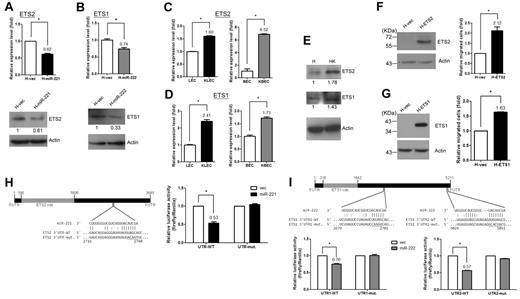 Figure 5. ETS2 and ETS1, which are downstream targets of miR-221 and miR-222, respectively, induce EC migration. (A) ETS2 is repressed by miR-221. The expression level of ETS2 was detected by qRT-PCR (top panel) or immunoblotting (bottom panel) in HMEC1 cells with stably expressed miR-221. (B) ETS1 is repressed by miR-222. The mRNA and protein levels of ETS1 was detected in HMEC1 cells with stably expressed miR-222. (C-D) ETS2 and ETS1 are up-regulated in KSHV-infected LECs and BECs. The expression level of ETS2 (C) or ETS1 (D) was detected in KSHV-infected LECs or BECs. (E) ETS2 and ETS1 are up-regulated in KSHV-infected HMEC1 cells. The protein levels of ETS2 and ETS1 were detected by immunoblotting in HMEC1 cells or HK cells. Relative band intensities are shown. (F-G) Both ETS2 and ETS1 are able to induce EC migration. HMEC1 cells stably transduced with an ETS2-expressing plasmid (F) or an ETS1-expressing plasmid (G) were used to detect their protein expression level by immunoblotting (left panel) and were also subjected to the Transwell cell-migration assay (right panel; n = 3). (H) Structure of the ETS2 transcript and predicted seed region duplex formed between ETS2 and miR-221 (left panel). Reporter activity of the ETS2 3′UTR reporter construct after cotransfection with the miR-221–expressing or empty vector into 293T cells (right panel; n = 3). (I) Structure of the ETS1 transcript and 2 putative miR-222–binding sites (top panel). Reporter activity of the ETS1 3′UTR reporter constructs (UTR1 or UTR2) after cotransfection with the miR-222–expressing or empty vector into 293T cells (bottom panel; n = 3).