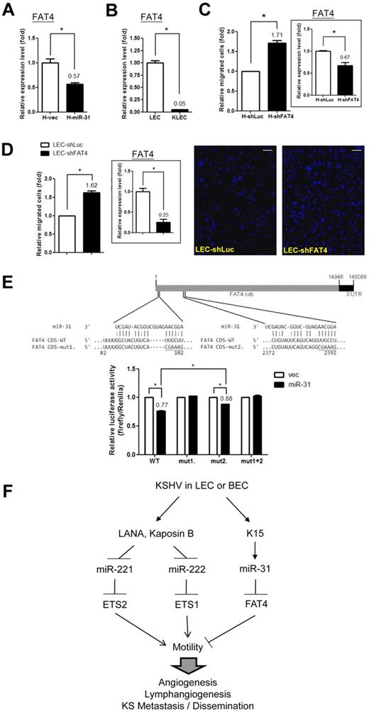 Figure 6. FAT4, a tumor suppressor and migration inhibitor, is a downstream target of miR-31. (A) FAT4 is down-regulated by miR-31. The expression level of FAT4 was detected by qRT-PCR in HMEC1 cells with stably expressed miR-31. (B) FAT4 is down-regulated in KSHV-infected LECs. The expression level of FAT4 was detected in KSHV-infected LECs. (C-D) Knockdown of FAT4 increases EC migration ability. HMEC1 cells (C) or LECs (D) that had undergone stable knockdown by shRNA lentivirus infection had their FAT4 expression level measured by qRT-PCR (right panel) and were also subjected to the Transwell cell-migration assay (left panel; n = 3). Migrated LECs were stained (representative photos are shown in the right panel) and counted. Scale bar represents 100 μm. (E) Structure of the FAT4 transcript and predicted seed region duplex formed between FAT4 and miR-31 (top panel). Reporter activity of the FAT4 CDS 1-2500 bp reporter construct after cotransfection with the miR-31–expressing or empty vector into 293T cells (bottom panel; n = 3). (F) Proposed model of EC motility regulation by KSHV.