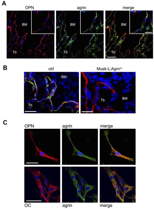 Figure 1. Agrin is expressed by osteoblast at the hematopoietic niche. (A) Confocal images of methapyseal sections of leg bones obtained from control mice and stained for osteopontin (red), agrin (green) and nuclear DNA (blue). Scale bar, 40 μm; inset scale bar, 20 μm. (B) Z-stack projection of 26 BM confocal sections (0.5 μm each) of trabecular bones obtained from control and Musk-L;Agrn−/− mice stained for osteopontin (red), agrin (green), and nuclear DNA (blue). Scale bar, 20 μm. (C) Osteopontin-positive cells enzymatically isolated from long bones of control mice and stained for osteopontin (red), agrin (green) and nuclear DNA (blue; top row) or osteocalcin (red), agrin (green), and nuclear DNA (blue; bottom row). Scale bar, 50 μm.