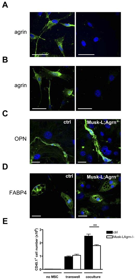Figure 2. Agrin is expressed by MSCs and stimulates in vitro hematopoiesis. (A-B) Confocal images of primary mMSCs isolated from the endosteum (A) or in vitro cultured mMSCs (B) stained for agrin (green) and nuclear DNA (blue). Right panel shows the isotype control. Scale bars, 40 μm. The images are representative of ∼ 95% of the plated mMSCs. (C) Confocal images of osteogenically differentiated mMSCs stained for osteopontin (green). Scale bar, 20 μm. (D) Confocal images of adipogenically differentiated mMSCs stained for FABP4. Scale bar, 50 μm (green). (E) Sorted Lin− c-Kit+ BM cells (45.1) were cultured either directly or separated by transwell assay on MSC monolayers from control (ctrl) and Musk-L;Agrn−/− mice. Hematopoietic proliferation of CD45.1+ cells was measured 5 days later. Data are shown as mean ± SEM; n = 4; **P < .01
