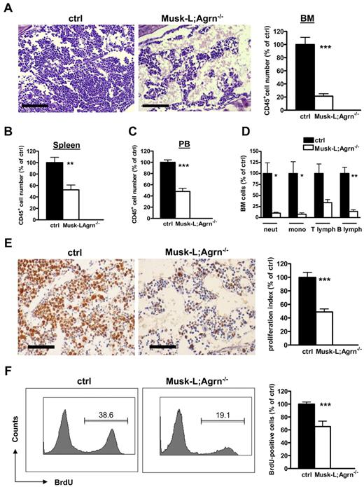 Figure 3. Hematopoietic defects in agrin-deficient (Musk-L;Agrn−/−) mice. (A) Representative images of hematoxylin and eosin–stained sections of bone marrow from P5 control (ctrl) and Musk-L;Agrn−/− mice. Scale bar, 200 μm. The histogram on the right shows the average absolute numbers of total CD45+ cells (ctrl, n = 20; Musk-L;Agrn−/−, n = 10; ***P < .0001) (B-C) Absolute numbers of CD45+ cells in spleen (B) or blood (C) of control and Musk-L;Agrn−/− mice (spleen: ctrl, n = 12; Musk-L;Agrn−/−, n = 7; **P < .01; blood: ctrl, n = 7; Musk-L;Agrn−/agn−/−, n = 4; ***P < .0001). (D) Absolute numbers of CD45+ hematopoietic cells in control and Musk-L;Agrn−/− bone marrows (ctrl, n = 12; Musk-L;Agrn−/agn−/−, n = 8; *P < .05, **P < .01). (E) MCM2 immunoreactivity of bone marrow sections of P5 control (ctrl; n = 10) and agrin-deficient (Musk-L;Agrn−/−; n = 7) mice. Scale bar, 100 μm. The graph shows the analysis of the proliferation index (***P < .0001). (F) In vivo BrdU incorporation experiments. Bone marrow cells from control or Musk-L;Agrn−/− mice were analyzed 2 hours after intraperitoneal injection. Left, representative flow cytometry profiles; right, statistical analysis. (ctrl, n = 10; Musk-L;Agrn−/−, n = 4; ***P < .0001). In all panels, error bars represent SEM.