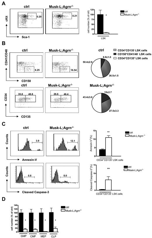 Figure 4. BM hypoplasia and stem cell impairment in agrin-deficient (Musk-L;Agrn−/−) mice. (A) Representative flow cytometric analysis of the LSK population for control and Musk-L;Agrn−/− mice and mean numbers relative to controls are shown. Dot plots correspond to the Lin−/IL7R− gate and the indicated values represent the percentage among total BM cells (ctrl, n = 26; Musk-L;Agrn−/−, n = 11; *P < .05). (B) Representative flow cytometric analysis on LSK population: the analysis of CD150 versus CD41/48 expression and the analysis of CD135 versus CD34 expression were done on the Lin−IL7R−c-Kit+Sca-1+ population; the indicated values represent the percentage among total LSK cells. Pie charts represent average frequencies of the 3 subsets within LSK population (ctrl, n = 6; Musk-L;Agrn−/−, n = 4;). CD150+CD41/48− LSK and CD34+CD135− LSK population frequencies are statistically different (P < .05). (C) Annexin V (top row) and cleaved caspase-3 (bottom row) analysis on CD34+CD135− LSK cells. Left, representative flow cytometry profiles; right, statistical analysis (annexin: ctrl, n = 6; Musk-L;Agrn−/−, n = 4; cleaved caspase-3: ctrl, n = 5; Musk-L;Agrn−/−, n = 3; **P < .01). (D) Mean numbers relative to controls of the hematopoietic progenitors for control and Musk-L;Agrn−/− mice are shown. CMPs are defined as Lin−IL7R−Sca-1−c-Kit+CD34+CD16/32low, GMPs as Lin−IL7R−Sca-1−c-Kit+ CD34+CD16/32+, MEPs as Lin−IL7R−Sca-1−c-Kit+CD34−CD16/32−, and CLPs are defined as Lin−IL7R+Sca-1loc-Kit+ (ctrl, n = 15; Musk-L;Agrn−/−, n = 8; *P < .05). In all panels, error bars represent SEM.