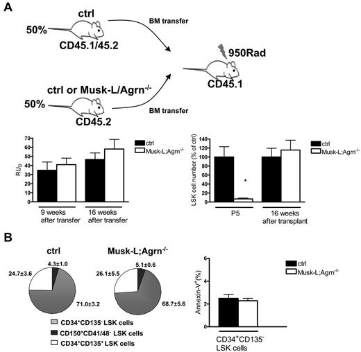 Figure 5. Agrin nonredundant role at the hematopoietic niche. (A) Total bone marrow cells from either control or Musk-L;Agrn−/− P5, CD45.2 mice were transplanted into lethally irradiated CD45.1 recipients in competition with BM cells from CD45.1/45.2 adult mice, at a 1:1 ratio. Donor repopulating units (RUD) in the PB of recipient mice 9 and 16 weeks after transfer are shown (left). Data are from 3 independent experiments (ctrl, n = 8; Musk-L;Agrn−/−, n = 6). Right: mean numbers relative to controls of the LSK population in the bone marrow of P5 Musk-L;Agrn−/− mice or of mice transplanted as described and analyzed 16 weeks after transfer (CD45.1−Lin−IL7R−c-Kit+Sca-1+ gate; ctrl n = 8, Musk-L;Agrn−/−, n = 6; *P < .05). (B) Pie charts (right) represent average percentages of CD150+CD41/48−, CD34+ CD135−, and CD34+CD135+ subsets within the LSK population (ctrl, n = 8; Musk-L;Agrn−/−, n = 6). Annexin V analysis (left) on CD34+CD135− LSK cells of donor origin (ctrl, n = 8; Musk-L;Agrn−/−, n = 6; differences are not statistically significant). In all panels, error bars represent SEM.