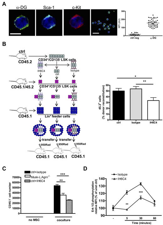 Figure 6. Agrin controls ST-HSC functions through the α-DG receptor. (A) Representative confocal images of LSK cells obtained from the BM of control mice and stained for α-DG (green), Sca-1 (light blue), c-kit (red), and nuclear DNA (blue). Scale bars, 5 and 10 μm. The graph shows α-DG MFI analysis on a representative LSK sample (ctrl neg, n = 20; α-DG, n = 45).(B) In vivo competitive reconstituting ability of sorted CD34+CD135− LSK cells (CD45.2) pretreated with anti–α-DG blocking antibody IH6C or with isotype control or untreated. A mixture of 60% (CD45.2) in competition with 40% (CD45.1/45.2) untreated sorted CD34+CD135− LSK cells was transferred into lethally irradiated recipients (CD45.1) together with 1 × 105 Lin+ feeder BM cells from control adult mice mice (CD45.1). BM cells were analyzed by flow cytometry 8 days after the transfer; data are expressed as the relative percentage of CD45.2+ cells on total CD45.2+ plus CD45.1/45.2+ gated cells; n = 14, *P < .05, **P < .01. (C) Sorted control CD34+CD135− LSK cells (45.1) were cultured on MSC monolayers from either control (ctrl) or Musk-L;Agrn−/− mice, or, where indicated, control CD34+CD135− LSK cells were pretreated with isotype or blocking antibody IH6C4 (+IH6C4) and cultured on control MSC monolayers. Proliferation of CD45.1+ cells was measured 5 days later. Data are shown as mean, n = 3; **P < .01, ***P < .0001. (D) Total BM cells from control mice were preincubated with α-DG blocking antibody IIH6C4, or its isotype control, for 40 minutes at room temperature. Cells were than stimulated with 10 μg/mL recombinant agrin (R&D) and the ERK phosphorylation was detected on gated CD34+CD135− LSK cells. Changes in ERK phosphorylation were expressed as fold increase of mean fluorescence intensity (MFI) of stimulated over unstimulated cells (time 0); n = 3. Statistical analysis was performed comparing isotype versus IIH6C4 treated cells (**P < .01, ***P < .0001). In all panels, error bars represent SEM.