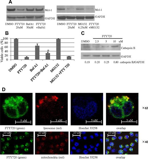 Figure 3. FTY720 down-regulates Mcl-1 expression via lysosomal degradation. RNK-16 cells were pretreated with 50nM bafilomycin A1 or 6.25nM MG132 for 30 minutes then exposed to 20μM FTY720 for 3 hours, then Western blot was performed to examine Mcl-1 expression (A) or cells were assayed for cell viability by MTT (B). (C) Dose-dependent increased expression of cathepsin B after FTY720 treatment. Western blot analysis was performed for cathepsin B in cytosolic fraction of RNK-16 cells after 24-hour treatment with 2.5, 5, and 10μM FTY720. ImageJ software was used to analyze the ratio of densitometry of cathepsin B to GAPDH as labeled in the bottom of Western blot images. (D) Confocal microscopic image of RNK-16 cells after 2 hours of treatment, showing that yellow staining indicating NBD-FTY720 (green) colocalized with cellular lysosome (top panel, red, magnification: ×63) but not mitochondria (bottom panel, red, magnification: ×40). Cellular nucleus was stained with (Hoechst 33258 blue).