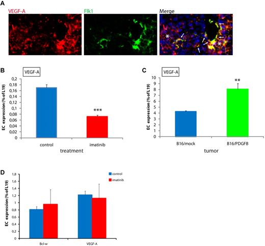 Figure 3. Pericyte association regulates expression of VEGF-A in ECs. (A) VEGF-A is expressed in a subset of ECs (arrows) in PNET from RIP1-Tag2 mice, as assessed by double in situ hybridization for VEGF-A (red) and Flk1 (green). Note that VEGF-A is abundantly expressed by tumor cells, as expected (stars). Cell nuclei (DAPI), blue. Original magnification, 400×. The panel is representative of at least 5 fields in 5 tissue sections taken from 5 mice. (B) Expression of VEGF-A is decreased in ECs in PNET from imatinib-treated RIP1-Tag2 mice compared with controls, as assessed by quantitative RT-PCR. ***P < .001 vs control, Student t test. (C) Expression of VEGF-A is increased in ECs in B16/PDGFB tumors compared with B16/mock, as assessed by quantitative RT-PCR. **P < .01 vs B16/mock, Student t test. (D) Treatment of MS1 pancreatic islet ECs with 3μM imatinib did not alter the expression of VEGF-A or Bcl-w, as assessed by quantitative RT-PCR.