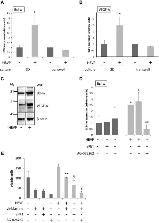 Figure 4. A coculture system reveals the functional significance of crosstalk between ECs and pericytes. (A,B) Quantitative RT-PCR analysis of Bcl-w (A) and VEGF-A (B) expression in MS1 endothelial cells cultured alone or together with HBVPs for 96 hours, either as 2D cultures allowing physical contact between ECs and pericytes or in transwell cultures where the 2 cell types are separated by a membrane with pore size 0.4 μm. Data shown represent the mean of 9 and 2 independent experiments (2D cultures and transwell cultures, respectively). *P < .05 vs MS1 mono-culture. (C) Western blot (WB) analysis of Bcl-w and VEGF-A in cell lysates from MS1 endothelial cells cultured alone or together with HBVPs for 96 hours. Mr indicates molecular weight (kDa). Western blot for β-actin was used as a loading control. Dotted line marks the removal of one irrelevant lane from the original photograph. (D) Quantitative RT-PCR analysis of Bcl-w expression in MS1 endothelial cells cultured alone or together with HBVPs for 96 hours with the addition of the VEGF inhibitors sFlt1 (a ligand trap acting extracellularly) or AG-028262 (an intracellular inhibitor blocking VEGF signaling via its receptor tyrosine kinases). *P < .05 vs MS1 mono-culture; **P < .01 vs MS1/HBVP coculture. (E) Quantification of the number of viable MS1 endothelial cells cultured alone or together with HBVPs for 96 hours with the addition of the cytotoxic drug vinblastine (50 ng/mL) and the VEGF inhibitors sFlt1 (blocking only extracellular sources of VEGF-A) or AG-028262 (blocking both extra- and intracellular sources of VEGF-A). *P < .05 vs vinblastine-treated coculture; **P < .01 vs vinblastine-treated mono-culture; and §, not statistically significant vs vinblastine-treated coculture. HBVP indicates human brain vascular pericytes.