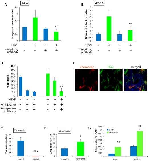 Figure 6. The crosstalk between pericytes and ECs is mediated by integrin αv activity. (A,B) Quantitative RT-PCR analysis of Bcl-w (A) and VEGF-A (B) expression in MS1 endothelial cells cultured alone or together with HBVPs for 96 hours in the presence or absence of neutralizing antibodies against integrin αv. Data shown are representative of 2 independent experiments. **P < .01 vs MS1/HBVP coculture. (C) Quantification of the number of viable MS1 endothelial cells cultured alone or together with HBVPs for 96 hours with the addition of the cytotoxic drug vinblastine (50 ng/mL) in the presence or absence of neutralizing antibodies against integrin αv. **P < .01 vs vinblastine coculture. (D) Immunostaining of tissue sections from PNET of RIP1-Tag2 mice for the integrin αv ligand vitronectin (green) and the pericyte marker PDGFRβ (red). Cell nuclei (DAPI), blue. Original magnification, 400×. The panels are representative of at least 5 fields in 5 tissue sections taken from 5 mice. (E,F) Quantitative RT-PCR analysis of the expression of vitronectin in nonendothelial cells of PNET from RIP1-Tag2 mice treated or not with imatinib (E), and of B16/mock or B16/PDGFB tumors (F). *P < .05 vs B16/mock; ***P < .001 vs control. (G) Quantitative PCR analysis of expression of Bcl-w and VEGF-A in MS1 cells cultured on plastic or vitronectin. **P < .01 vs plastic.