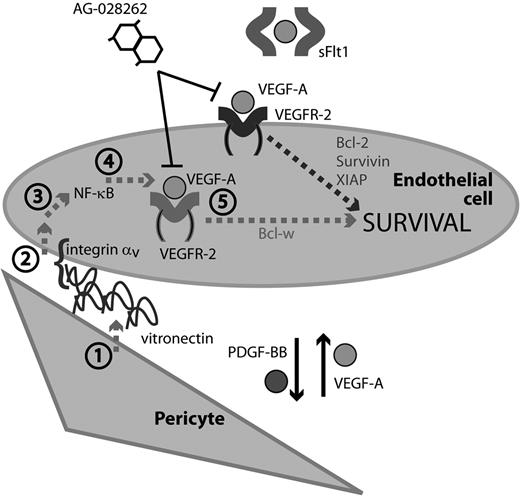 Figure 7. A model of pericyte-induced EC survival signaling. Endothelial cells and pericytes communicate through the reciprocal exchange of growth factors. PDGF-BB produced by ECs acts to recruit pericytes along growing vascular sprouts. In turn, pericytes confer survival advantage to ECs through PDGF-dependent secretion of vitronectin, (1) which through an integrin αv (2) and NF-κB (3) mediated signaling pathway results in up-regulation of intracrine VEGF-A signaling (4) and Bcl-w expression. (5) Previously described survival factors induced by the paracrine action of pericyte- or tumor cell-derived VEGF-A, such as survivin, Bcl-2, and XIAP, are presumably sensitive to the action of both intra- and extra-cellularly acting VEGFR inhibitors (AG-028262 and sFlt1, respectively), whereas the pericyte-induced autocrine signaling by VEGF-A is only sensitive to intra-cellularly acting inhibitors.