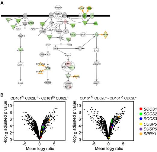Figure 3. The TCR signaling pathway is regulated at multiple levels in CD161hi CD62L+ and CD62L− cells. (A) A transcriptional pathway analysis of the TCR signaling pathway in CD161hi and CD161lo CD62L+ subsets from 6 healthy donors was created using Ingenuity Systems software (IPA 7). Green and red symbols represent significantly down-regulated or up-regulated genes, respectively, in CD161hi CD62L+ cells compared with their CD161lo counterparts. White, gray, and orange symbols are not differentially expressed between subsets. (B) Volcano plots showing differentially expressed transcriptional profiles of CD161hi CD62L+ (left) and CD161hi CD62L− (right) subsets compared with their CD161lo counterparts are shown from 6 healthy donors. Genes/probes are color-coded as indicated in the legend.